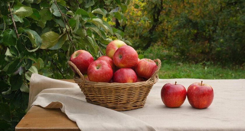 В марте копаем траншею вокруг яблони. Соседи крутят у виска, а мы знаем свое дело — урожай всегда мешками собираем