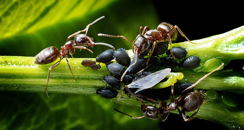 Избавляюсь от садовых муравьев этим средством за 27 рублей: соседи сначала смеялись, но мой огород чист от муравьев уже 5 лет