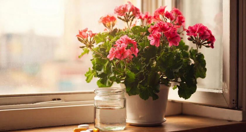 2 таблетки на 1 литр — и герань как королева подоконника: кущение — буйное, цветоносы лезут наперегонки