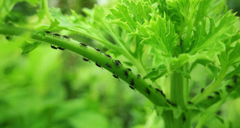 Никакой химии: как я победила тлю механическими методами и забыла о проблеме