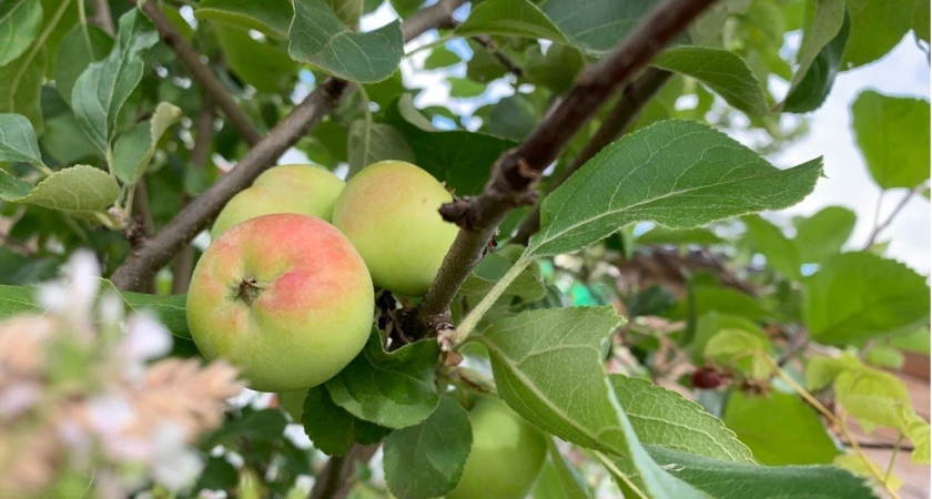 Растворяем 10 г в ведре – опрыскиваем деревья: яблоки станут сочными и будут слаще меда