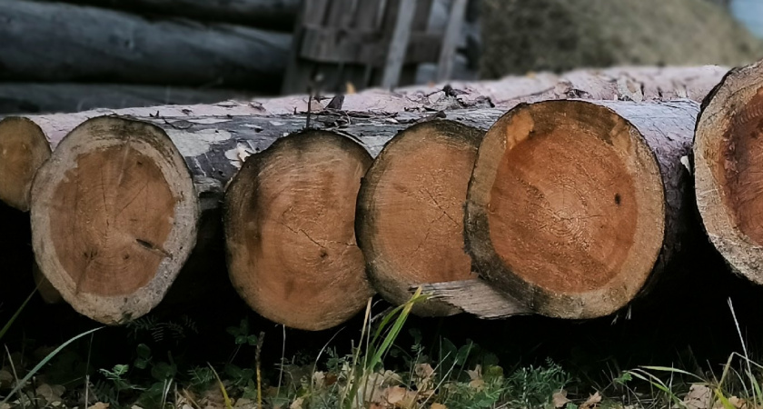 Житель Иркутской области заплатит почти 59 миллионов за контрабанду леса