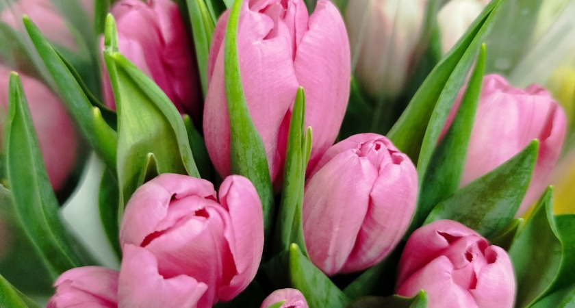 Жителям Иркутской области рассказали, как выбрать свежие цветы в преддверии праздников