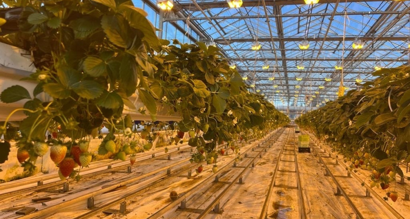 В Иркутской области аграрии могут возместить до 100% затрат по единой субсидии