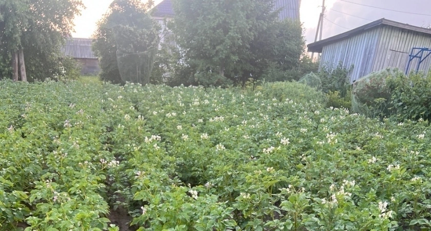 Сажаю картофель "наоборот" — способ из Беларуси, который помогает повысить урожай в 10 раз