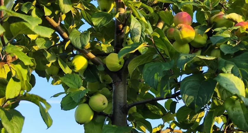 400 г в ведро — и яблоня под надежной защитой: тля начнет облетать плодовое дерево стороной