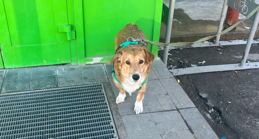 В Иркутской области служебная собака помогла полиции найти похитителя камеры видеонаблюдения