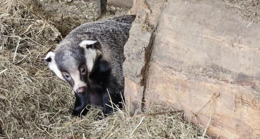В Иркутской области барсук из зоосада проснулся после зимней спячки