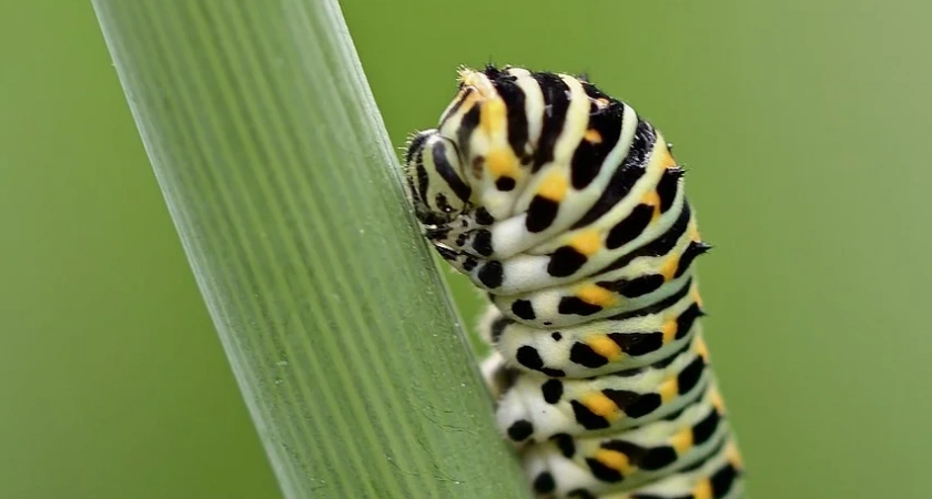 Агроном рассказал, как спасти урожай от вредителей