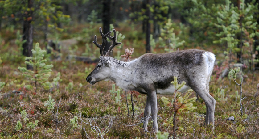 Три миллиона рублей на развитие традиционного хозяйства: итоги отбора общин коренных малочисленных народов в Иркутской области
