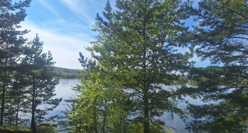 Третье место в России по площади восстановленных лесов у Иркутской области