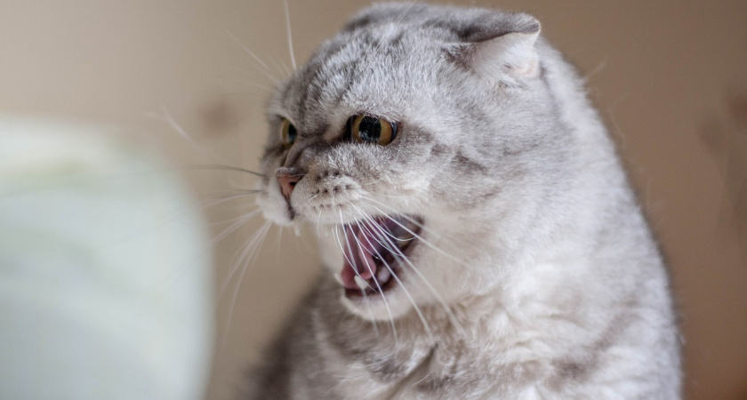 В России исчезает вакцина от бешенства 