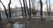 Фонд «Право на жизнь» в Ангарске предлагает массово стерилизовать бродячих животных
