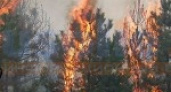 В регионе ликвидирована вспышка лесных пожаров