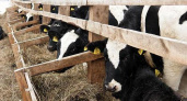 В 2014 году Иркутская область планирует увеличить производство валовой продукции сельского хозяйства