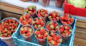 Ягодный сезон наступил раньше времени
