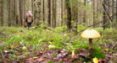 Отправляетесь за грибами? Спасатели рекомендуют…