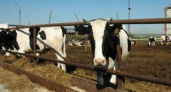 Приостановлен ввоз молочной продукции