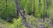 Двое парней заблудились в усольской тайге