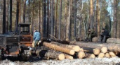 Преступление без наказания. Государство пока не в состоянии справиться с «чёрными» лесорубами