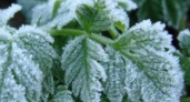 Заморозки ожидаются в Иркутской области 6-8 сентября