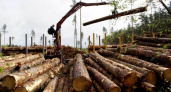 В Иркутской области планируют отработать пилотные механизмы по регулированию ситуации в сфере лесозаготовки