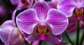 5 капель в горшок — и ваша орхидея зацветет пуще прежнего: даже чахлый фаленопсис возродится