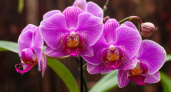 Орхидея будет цвести снова и снова: откроем главный секрет ухода