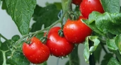 Этот томат «шпарит» плоды даже в слякоть: кусты 15 см — не грядки, а море из помидоров