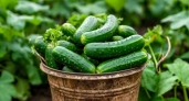 К концу марта скупят все до последнего: эти 3 вида огурцов покупаю каждый март - по 7 плодов в каждом узле