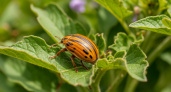 Лучше средства от колорадского жука не найдете: после такого опрыскивания склеит ласты — хитрость бывалых картофелеводов