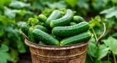 К концу марта скупят все до последнего: эти 3 вида огурцов покупаю каждый март - по 7 плодов в каждом узле