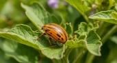 Лучше средства от колорадского жука не найдете: после такого опрыскивания склеит ласты — хитрость бывалых картофелеводов
