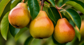 200 килограммов груш с дерева: Эти 3 сорта - слаще мёда - спешите за черенками