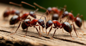 Разбрасываем крышки от бутылок – и муравьи мрут колониями: даже царица отправится к праотцам – не метод, а просто песня