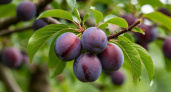 До набухания почек сливе — первым делом: плоды крупнее персиков и слаще, чем мёд