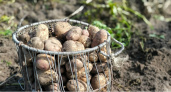 Сажаем картошку в день Бориса и Глеба Сеятелей — и собираем богатый урожай: 7 народных примет