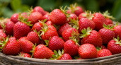 До 2,2 кг с куста: Топ-5 сортов сочной и сладкой клубники – не подвержены болезням, устойчивы к морозам и засухе