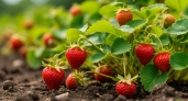 1 столовая ложка на 1 квадратный метр — и клубника бьет рекорды: ягодами будете угощать соседей