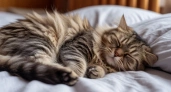 Кошка спит с вами? Вот что это может рассказать о вашем здоровье