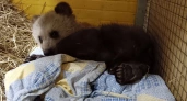 В иркутском Сибирском зоопарке появился медвежонок из Уральских гор