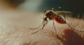 Комары будут облетать вас за километр: найдено популярное средство - кровопийцы даже не сунутся