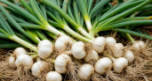 До 10 мая чесноку — непременно: 1 ложка в воду — и головки вырастут размером с арбуз, крупными и ядреными