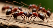 Разбрасываем крышки от бутылок – и муравьи мрут колониями: даже царица отправится к праотцам – не метод, а просто песня