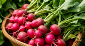 1 ложка в воду — и редис попрет как на дрожжах: вырастет сладким, сочным и крупным — мощная подкормка