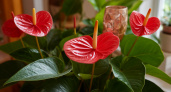 2 щепотки в горшок — и антуриум цветет, не переставая: широкие "алые паруса" выпускает пачками