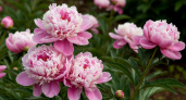 Для громадных шапок пионам — непременно: цветут до сентября — аромат на 2 км в округе