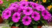 Даже капризная петуния пышно зацветет: 300 граммов в воду — и бутонов тьма-тьмущая