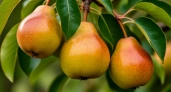 200 килограммов груш с дерева: Эти 3 сорта - слаще мёда - спешите за черенками