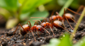 "Конец света" для муравьёв: 1 ложка — и насекомые сами опустошают муравейник